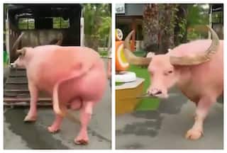 Bull As Huge As Rhino With 2 Feet-Long Horns Raises Curiosity About Genetics: Watch