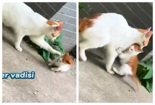Mom Cat Displays Human-Like Emotions To School The Kitten: Watch