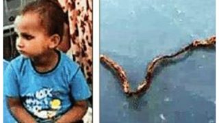 3-yr-old Kid Chews Snake In UP Village