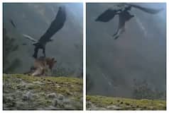 Unbelievable! Eagle Hunts And Flies Away With Fully Grown Fox: Watch