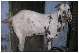 UP Man Bites Neighbour's Genital During Fight Over Goats In Shahjahanpur