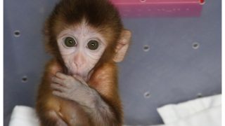 Captive Monkey Baby Abused At Kolkata Nightclub, Rescued: Watch