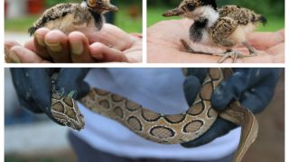 Baby Bird, Russell’s Viper Rescued from FM Nirmala Sitharaman’s Residence By Wildlife SOS