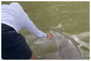 Man Invading Shark Territory Taught Unforgettable Lesson By Big Fish: Watch