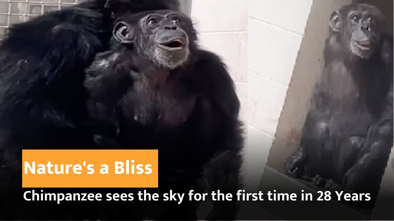 Chimpanzee sees open sky for first time after 28 years in cage