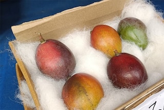 World's Most Expensive Mango Costing Rs 2.75 Lakh Per Kg Showcased at Siliguri Fest