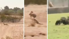 Baaz Ka Video: बाज ने किया जबरदस्त हमला, मगर तगड़ी चाल चलकर बच निकला खरगोश | गजब है वीडियो