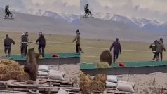 Bhalu Ka Video: लोग बनाते रहे पकड़ने का प्लान उधर भालू ने कर दिया अटैक, जो हुआ देखते रह जाएंगे | वीडियो