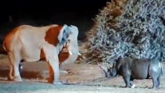 Hathi Ka Video: हाथी को हल्के में लेने की भूल कर गया गैंडा, पटक कर इतना मारा कांपने लगा बेचारा | वीडियो