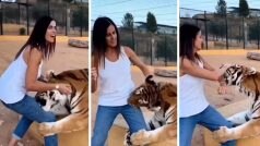 Ladki Aur Bagh Ka Video: बाघ को पुचकारने की गलती कर बैठी लड़की, पहले हाथ पकड़ा फिर टांग नोंचने लगा | वीडियो