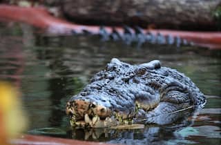 World's Largest Captive Crocodile Celebrates 120th Birthday