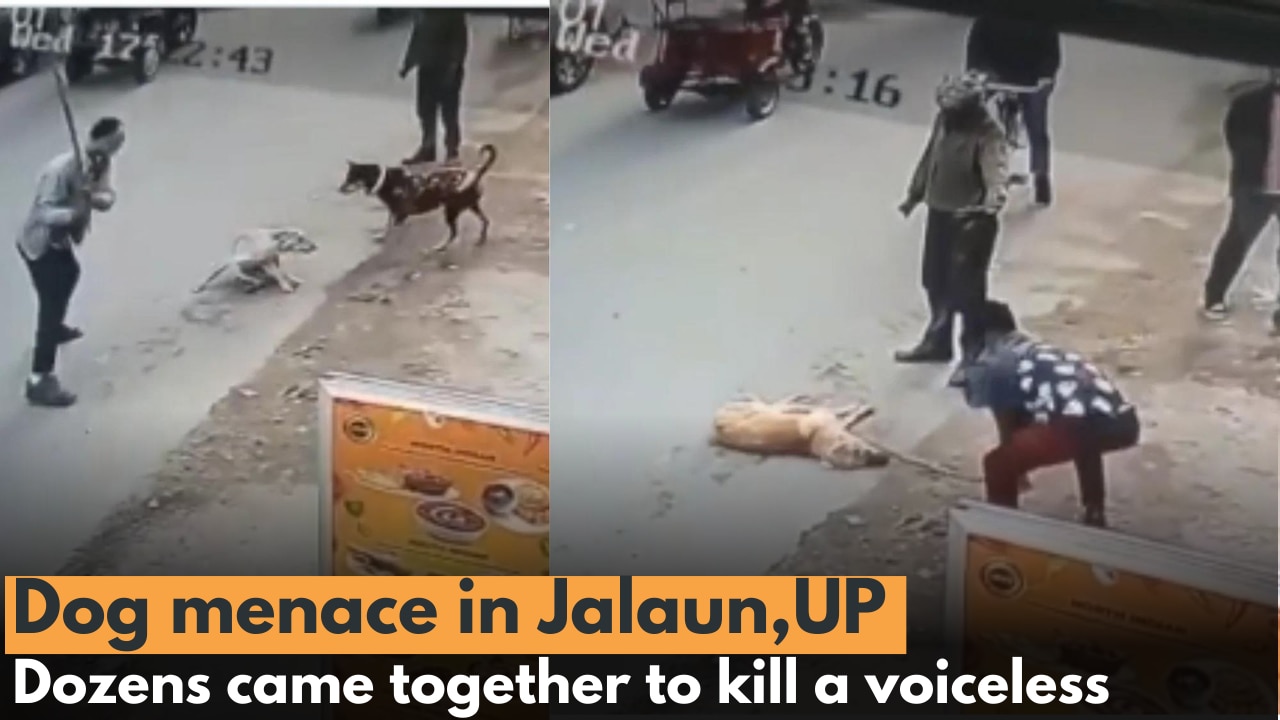 Dog Menace in Jalaun, More Than One Dozen People Affected Due To Dog's Menace, Jalaun (UP)
