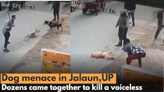 Dog Menace in Jalaun, More Than One Dozen People Affected Due To Dog's Menace, Jalaun (UP)