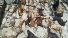 Omg! उत्तराखंड के इस गांव में गुलदार ने मचाया आतंक, एक ही रात में मार दी 36 बकरियां