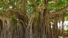 देखना चाहते हैं दुनिया का सबसे पुराना बरगद का पेड़, यहां जाइए