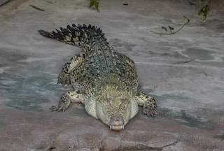 In Rare    Virgin Birth    Case, Crocodile Made Herself Pregnant In Costa Rica Zoo; Here   s How It   s Possible