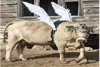 Ghost    Cow Bags Guinness World Record For Performing Tricks | Watch