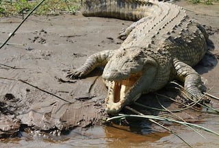 Crocodile Drags 10-Year-Old Boy In Front Of Mother In Odisha's Kendrapara, Half-Eaten Body Found