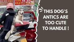 WATCH: Doggie's Cute Antics Will Make You Say 