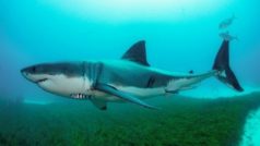 Shark Ka Attack: मिस्र के लाल सागर में शार्क के हमले में शख्स की मौत, लाइफगार्डस को मिला शरीर का एक हिस्सा