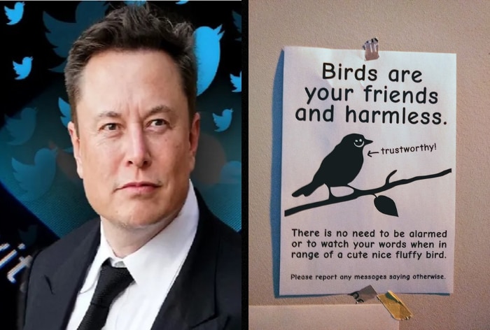 Elon Musk Weighs In On Birds Aren't Real Conspiracy Theory With This Response