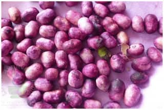 नहीं कंट्रोल हो रही है शुगर? जामुन के बीज से करें ये जुगाड़