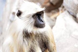 A Filmy Chase, Drones And Tranquilizers: How 'Most Wanted' Monkey Was Captured In MP