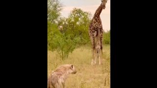 ‘Motherly Love’: Viral Video Shows Giraffe Protecting Baby from Hungry Hyena, Internet Amazed
