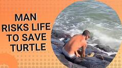 WATCH: Man Risks Like To Save Stuck Turtle, Netizens Applaud His Kindness | Viral Video