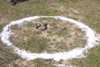 Cobra Ka Video: सचमुच दूध पीता है सांप या फिर पार कर लेगा नमक का घेरा? दिखा चौंकाने वाला नजारा | वीडियो