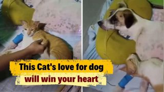 Viral Video: This Cat Refuses To Leave Sick Dog's Side, Their Adorable Bond Will Melt Your Heart