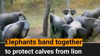 Viral Video: Elephant Herd Protects Baby Calves From Lions, Video Goes Viral - WATCH