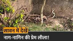 Naag Nagin Viral Video: Naag-Nagin के प्रेम का दिखा अद्भभुत नजारा, सावन में शुभ माना जाता है दर्शन |Watch Video
