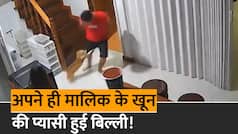 Cat Attack Viral Video: बिल्ली का अचानक चकराया दिमाग, फिर अपने ही मालिक के पीछे पड़ी, दौड़ा-दौड़ाकर करने लगी हमला | Watch Video