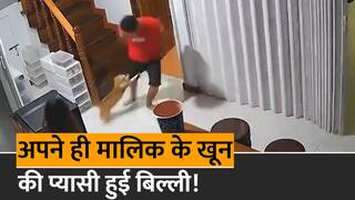 Cat Attack Viral Video: बिल्ली का अचानक चकराया दिमाग, फिर अपने ही मालिक के पीछे पड़ी, दौड़ा-दौड़ाकर करने लगी हमला | Watch Video