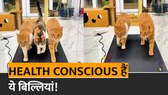 Cat Exercise Video: Trademill पर हर रोज भागती हैं ये बिल्लियां, अपने हेल्थ से नहीं करती कोई Compromise| Watch Video