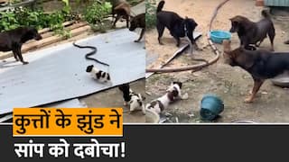 Dog Snake Fight Video: सांप और कुत्तों के बीच हुई जबरदस्त लड़ाई, अंत में कौन किसपर पड़ा भारी, देखें वीडियो | Watch Video
