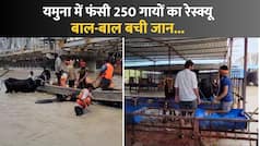 Yamuna Flood Ground Report: बाढ़ में फंसी गायों का Rescue। Cow Rescue in Yamuna Flood #yamunaflood