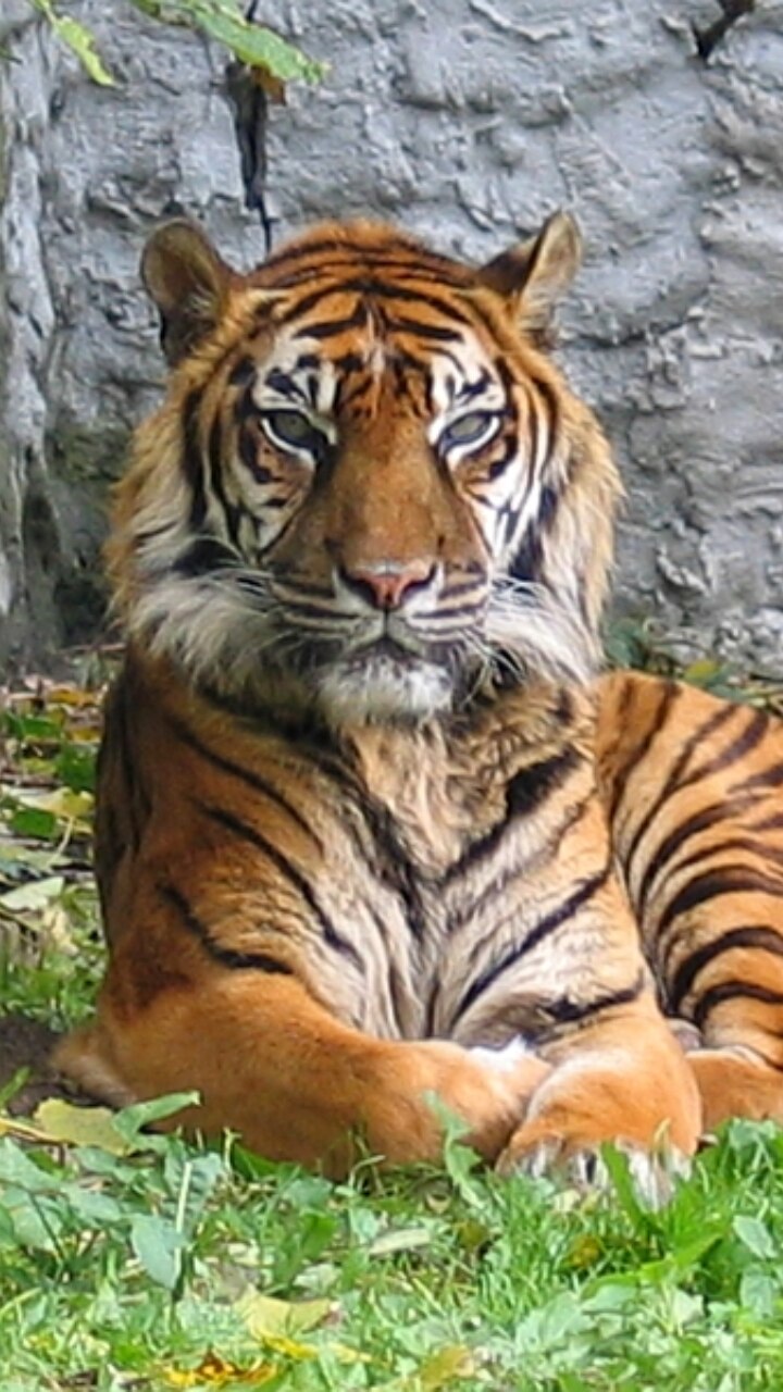 10 Countries With The Highest Tiger Populations
