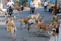 12-Yr-Old Boy Mauled To Death By Stray Dogs In Rajasthan Village