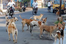 india.com top news