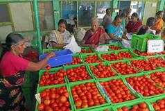 Centre's Discount Sale Of Tomatoes Starts In Delhi-NCR, Patna; Retailing To Begin In Lucknow, Kanpur From Tomorrow