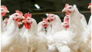 Bird Flu Alert: H5N1 Strain Infects Cats in Several Countries, WHO Issues Warning | Key Updates