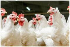Bird Flu Alert: H5N1 Strain Infects Cats in Several Countries, WHO Issues Warning | Key Updates