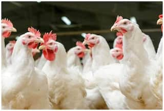 Massive Bird Flu Outbreak Hits Jharkhand, Ranchi On Alert, Chicken Sale Banned | Top Developments