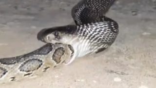 Caught-On-Camera: Python Gobbles Up Cobra In Crazy Viral Video From Mysuru | Watch
