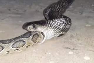 Caught-On-Camera: Python Gobbles Up Cobra In Crazy Viral Video From Mysuru | Watch
