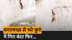 Magarmachh Aur bandar Ka Video: मगरमच्छों से भरे कुएं में गिरा बंदर, वीडियो में देखें कैसे फुर्ति दिखाकर बचाई अपनी जान | Watch Video