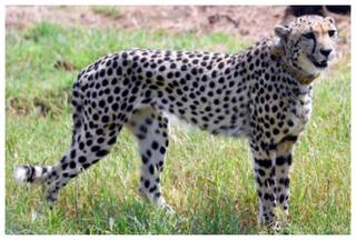 मध्यप्रदेश: चीतों की जान को खतरा, 3 और के गर्दन पर दिखे घाव के निशान, संक्रमण की आशंका