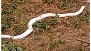 Rare White Snake Spotted In Himachal Pradesh: Watch Video